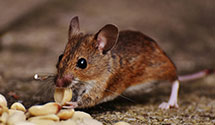 24 Hour & Emergency Exterminators in West Milwaukee, WI